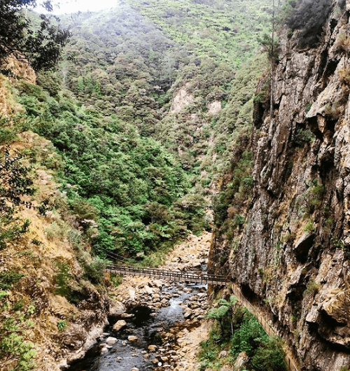 Why Cruise Princess Cruises to New Zealand? - By Senior Specialist, Cory!