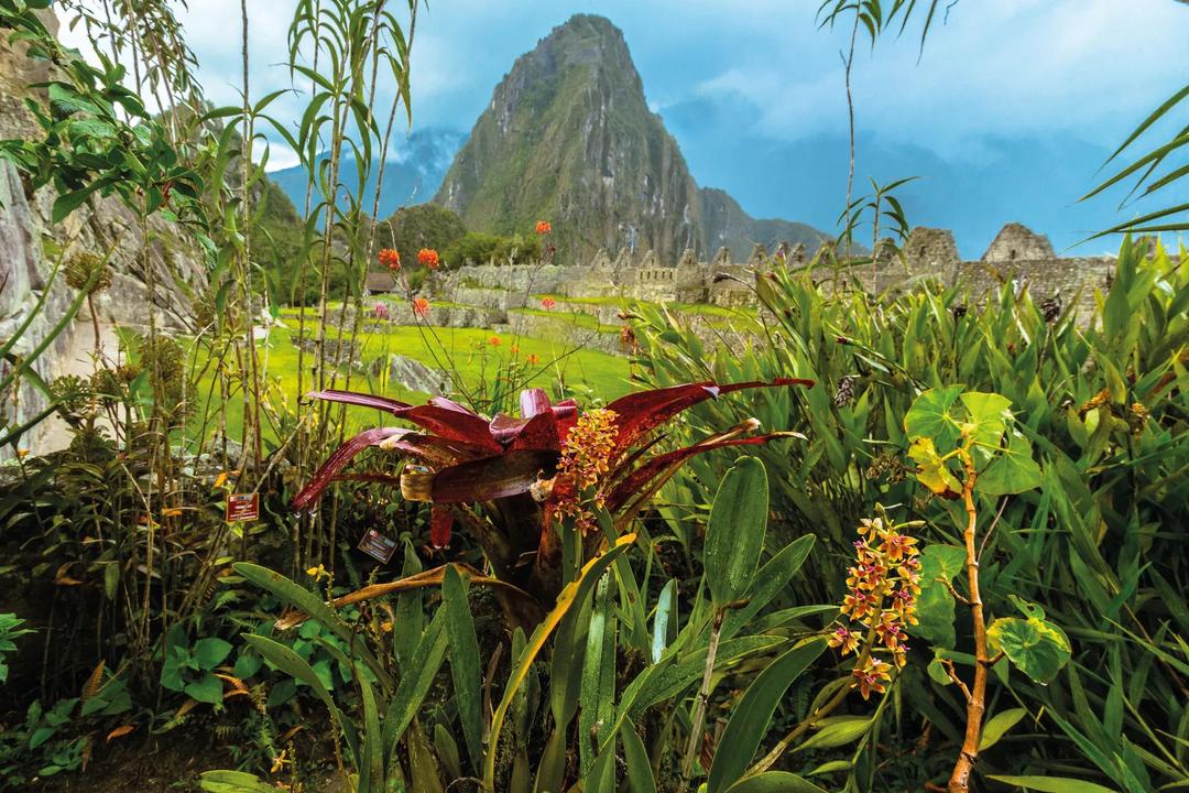 South American Biodiversity, the Amazon, Cloud Forest, and Galápagos Islands
