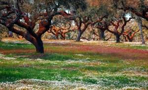 Tassie's Parks & Nature