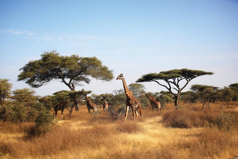 East Africa Safari